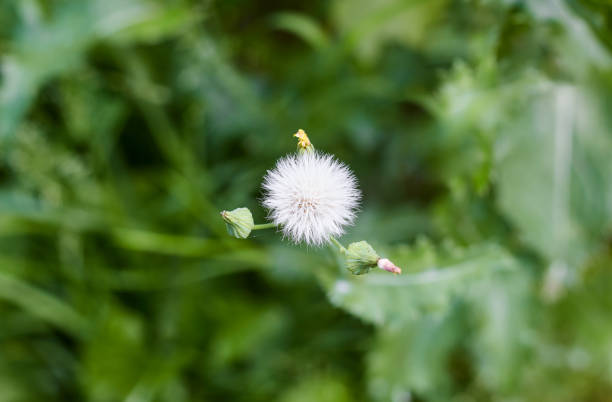 Plant flower Cirsium oleraceum and bumblebee.