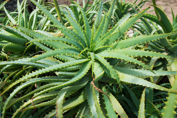 istock Growing aloe in nature. 1937168452