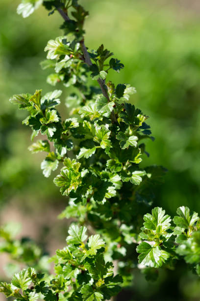 自然の背景に緑の葉と春のグーズベリーの茂み - gooseberry fruit bush green ストックフォトと画像
