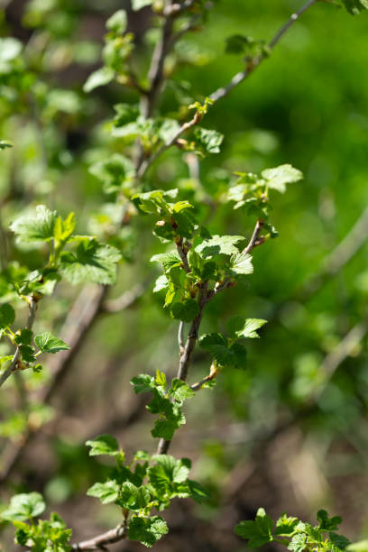 緑の葉を持つ春のグーズベリーの茂み - gooseberry fruit bush green ストックフォトと画像