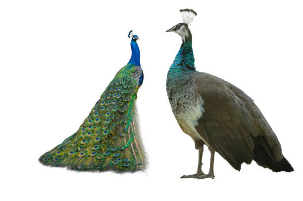 istock male and female peacock standing isolated on white background 1937171777