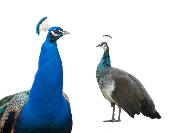 istock male and female peacock standing isolated on white background 1937171788
