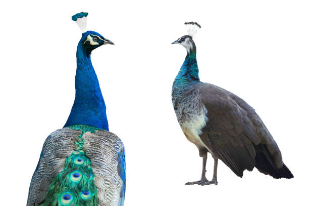 istock male and female peacock standing isolated on white background 1937171789