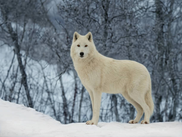 istock polar wolf stands in the background of the forest 1937172296