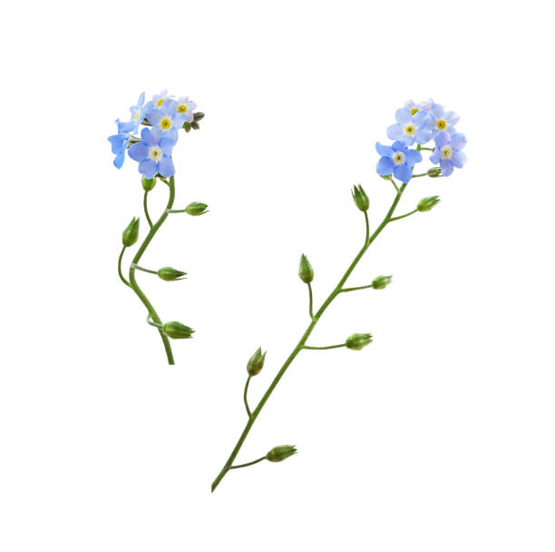 istock Set of blue forget-me-not flowers isolated 1937176007