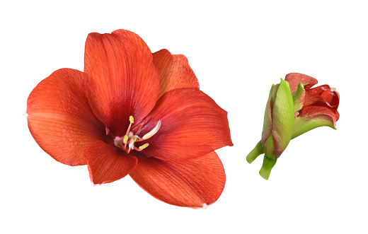 Set of red amaryllis flower and buds isolated on white