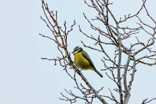 istock Dublin's Azure Charm - Blue Tit (Cyanistes caeruleus) in Phoenix Park 1937188426