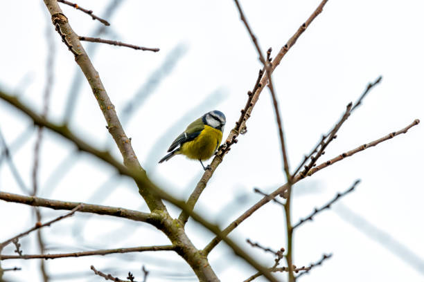 istock Dublin's Azure Charm - Blue Tit (Cyanistes caeruleus) in Phoenix Park 1937188431