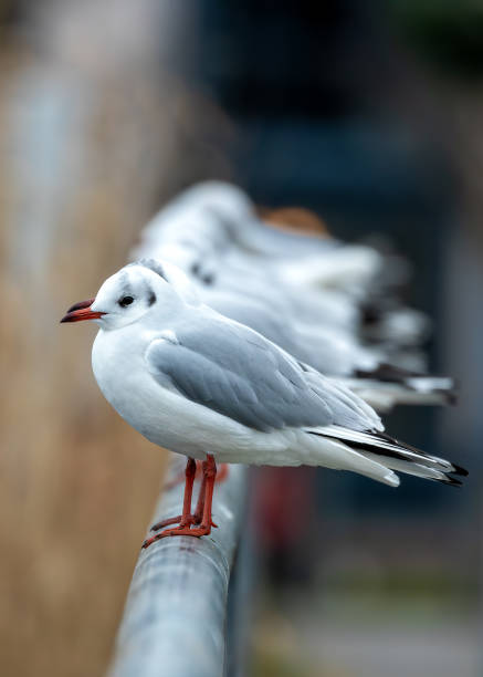 istock Dublin's Coastal Elegance - Black-Headed Gull (Chroicocephalus ridibundus) at Bull Island 1937188432
