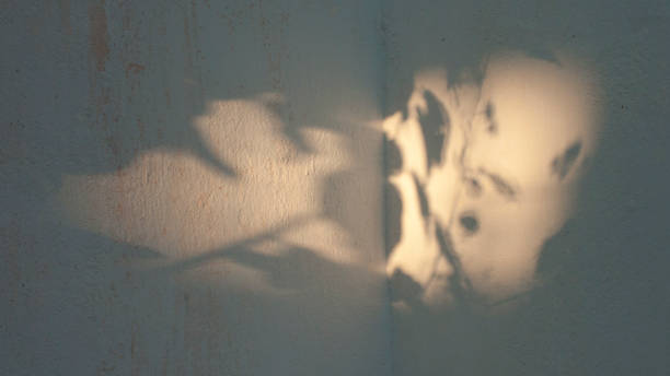 istock Branch shadows in exterior wall 1937190544