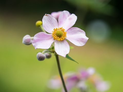 Stock photo of single pink Japanese anemone flower isolated against blurred green garden background, showing petals, yellow stamen ready to be pollinated by honey bees, herbaceous flowering plant in summer garden border, Anemone hupehensis var. japonica hybrida