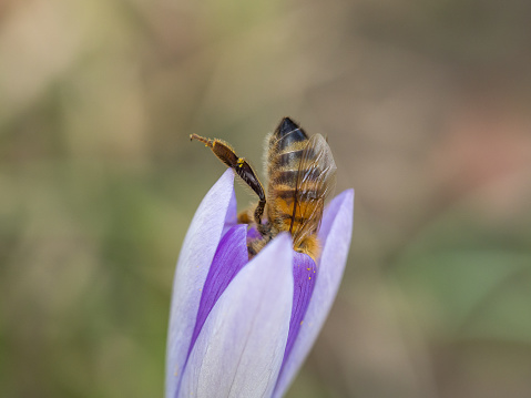 A honey bee perched atop a vibrant purple crocus flower
