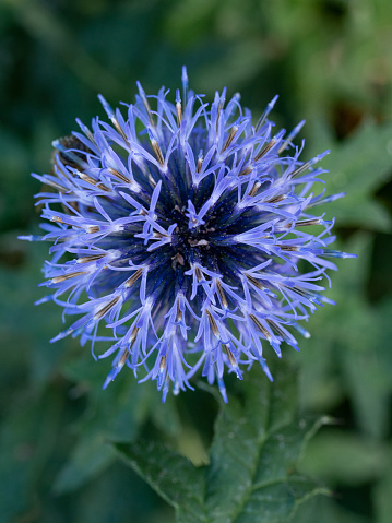 A vibrant close-up of a purple Echinops ritro flower