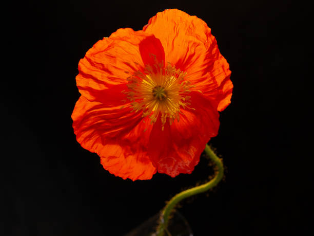istock Vibrant red poppy against a contrasting black background 1937192683