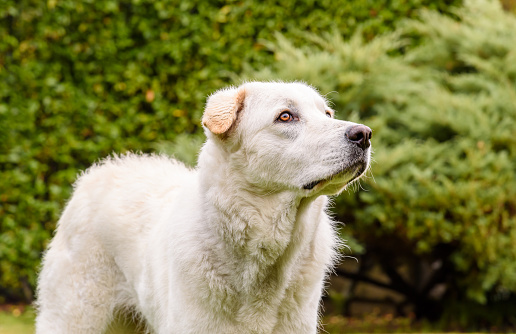 Portrait of young white dog on green background.