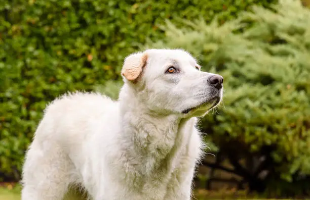 Photo of Portrait of young white dog on green background.