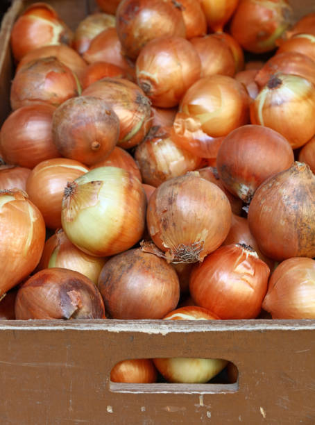 istock Fresh onion crop on farmer market 1937195482