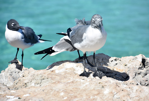 Laughing gull with feathers ruffled in the wind in Aruba.