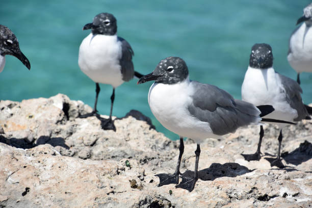 istock Laughing Gulls in the Tropics on a Rock 1937195685