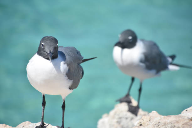 Port Elizabeth, Bequia, Saint Vincent and the Grenadines: the laughing gull (Leucophaeus atricilla) is a medium-sized gull native to the Americas, known for its distinctive, high-pitched \