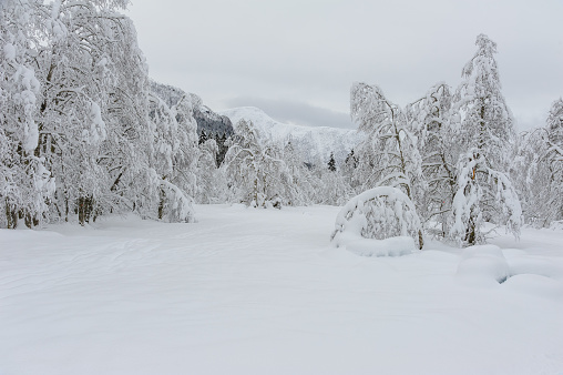 Snow-Blanketed Forest Landscape Captured After snowfall