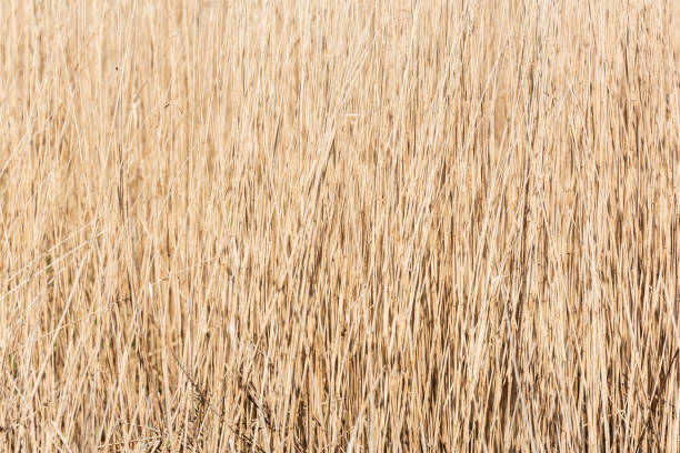 Free picture: reeds, horizontal, common, close-up, texture, ordinary ...
