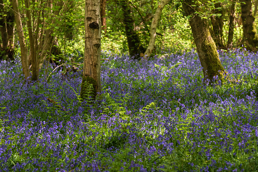 Spring photography of wild bluebells in Surrey, England