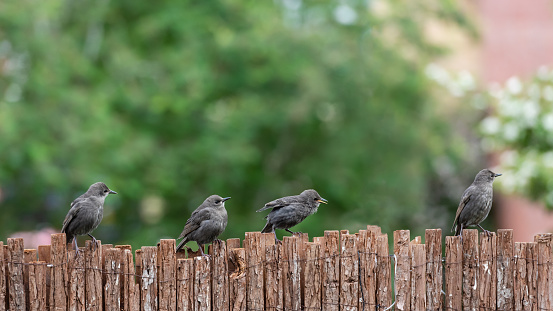 Four jeuvenile starlings on a wooden garden fence with oof bg. June, 2022