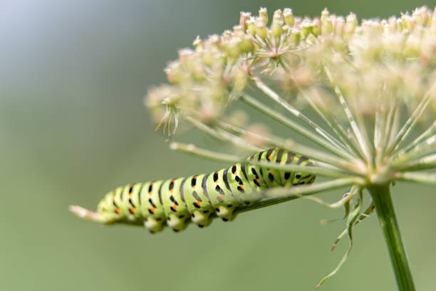 istock Papilio machaon britannicus - Swallowtail caterpillar feeding on Milk Parsley at Norfolk Wildlife Trust Ranworth broad reserve, Nofolk iv 1937204088