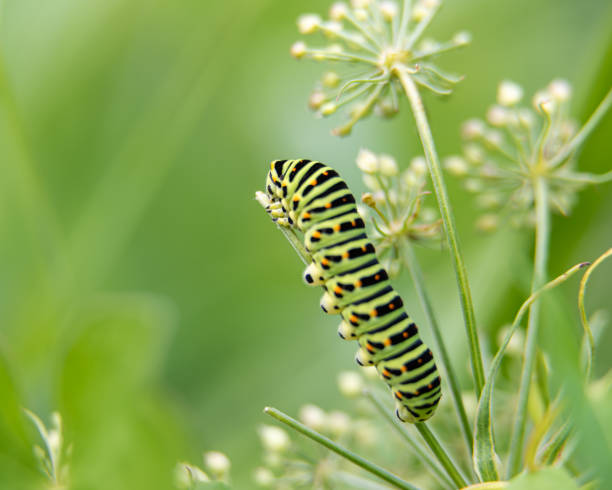 istock Papilio machaon britannicus - Swallowtail caterpillar feeding on Milk Parsley at Norfolk Wildlife Trust Ranworth broad reserve, Nofolk vii 1937204352