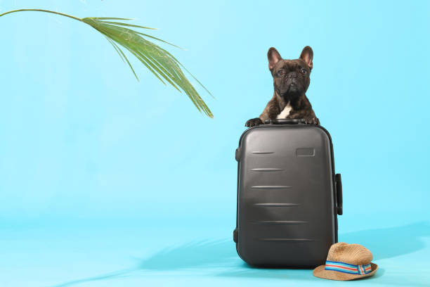 istock bulldog dog traveling on a blue background 1937224241