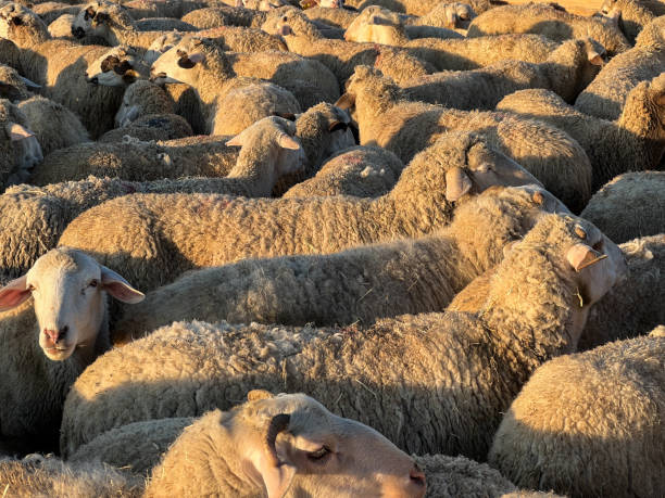 istock A flock of sheep in a barn, sheep on a farm 1937233106