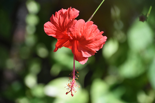 Tropical red hibiscus blossom with a stamen below the blossom.