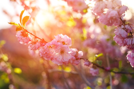 Blossoming cherry trees in spring,Spring Background. Spring Cherry blossoms, pink flowers.