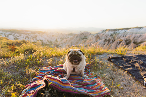 A video of a happy beautiful dog - pug breed relaxing on the flowering meadow enjoying sunset  above the rock formations in Cappadocia, Turkey