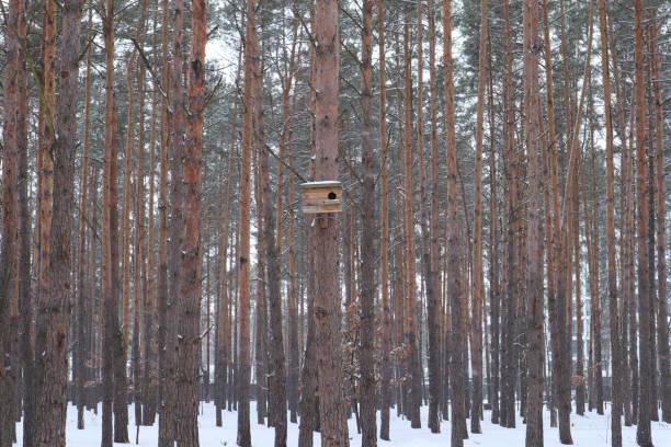 Birdhouse on the pine tree in winter forest.