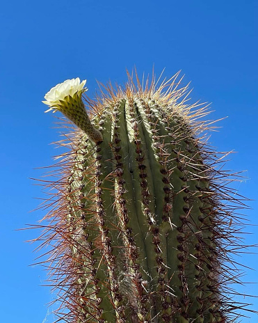 stone cactus and potts stall in Argentina,  Buenos Aires, on 9 of July of 2015.