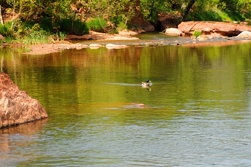 Oak Creek near Sedona Arizona