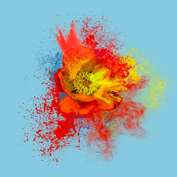 Abstract Explosion of peony flower stock photo