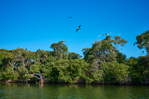 Several frigate birds fly over a petén in the Sian Ka'an biosphere reserve, in the Riviera Maya. A petén is a characteristic ecosystem of the Yucatán Peninsula (Mexico) that consists of islands of tree vegetation that are immersed in low floodplain vegetation, located in areas near the peninsular coastline.