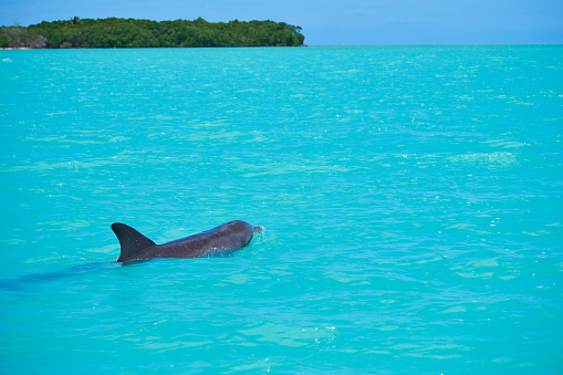 A dolphin in the turquoise waters of Sian Ka'an, a biosphere reserve located in the Mexican state of Quintana Roo, in the Riviera Maya.