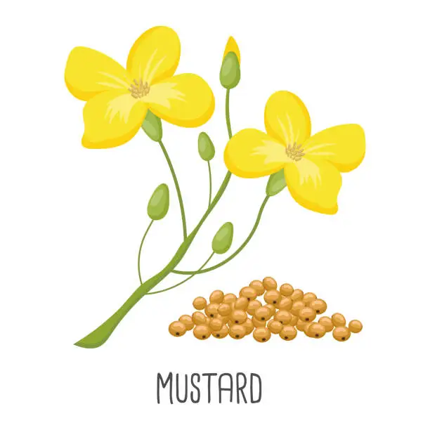 Vector illustration of Yellow mustard flowers and mustard seeds on a white background. Agriculture, illustration