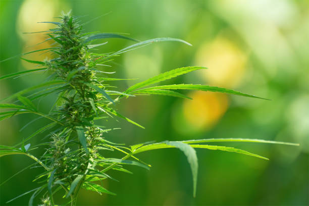 Cannabis blooms during the winter