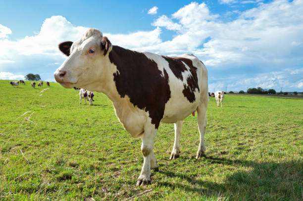 istock Montbeliarde dairy cow 1937295360