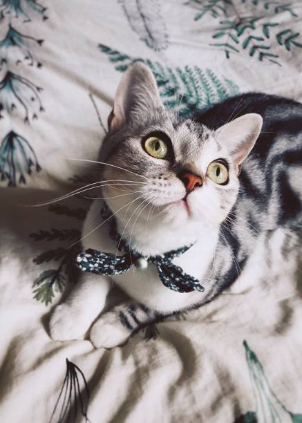 istock American Shorthair Cat 1937295897