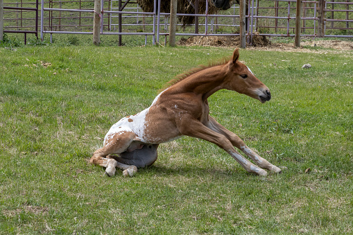Rural scene of a young red and white Appaloosa foal getting up off the ground after lying down on green grass in the pasture.