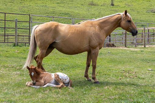 Rural scene of a yellow Palomino mare standing protectively over her young red and white Appaloosa foal that is lying on the green grass in the pasture on a farm.