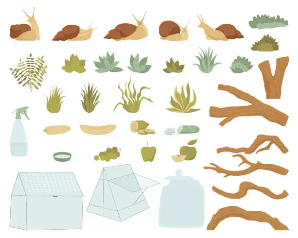 Vector illustration of Set with snails and everything you need for their habitat