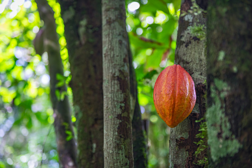 Red cocoa pod on the tree ripe organic tropical fruit Trinidad and Tobago local plantation