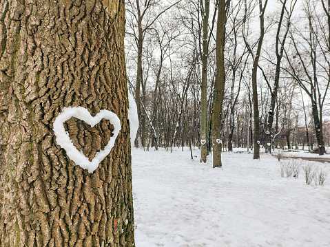A heart made of snow on a tree trunk. High quality photo